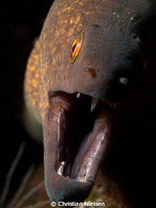 Close focus of a friendly moray in Tulamben. by Christian Nielsen 